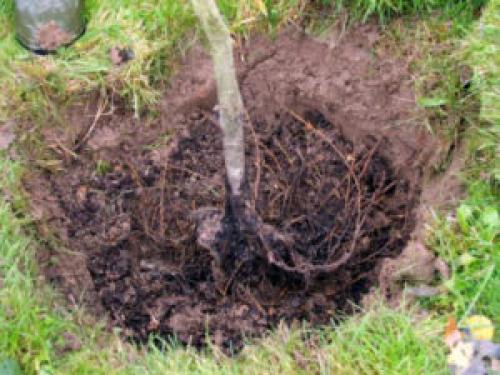 Яблоня Коричное полосатое на карликовом подвое. Выращивание яблони Коричное полосатое