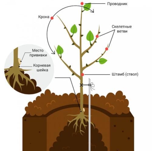 Зимние сорта яблок в россии. Зимние сорта яблок. Фото с названием и описанием