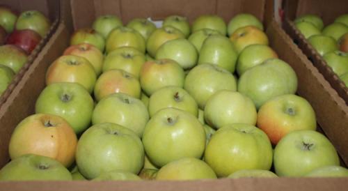 Зимние яблоки сорта. Всё про зимние сорта яблок