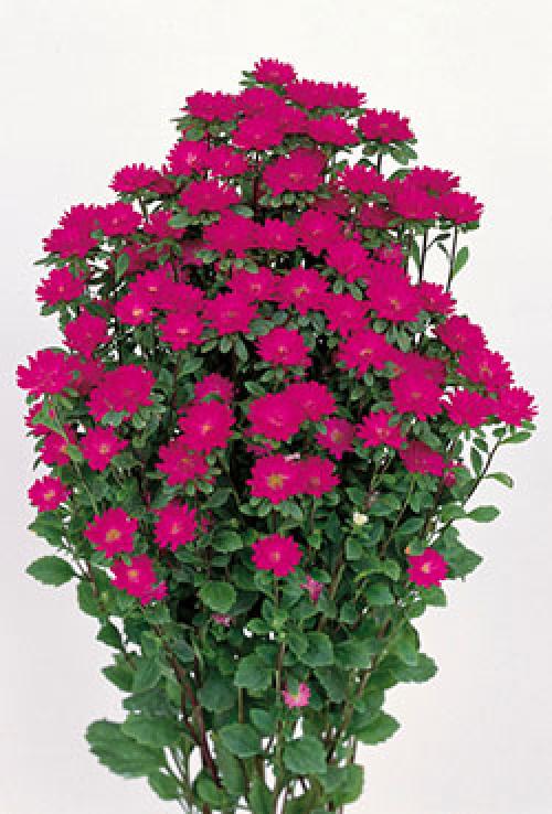 Более 20 лучших сортов однолетних астр. Лучшие сорта астры для срезки