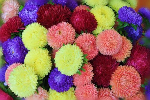 Выращивание астры на продажу. Классификация