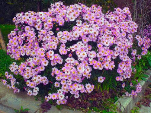 Описание многолетних сортов астр. Описание, виды и сорта астры многолетней 02