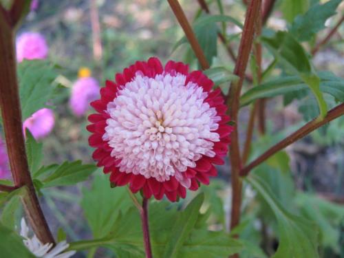 Выращивание астры на продажу. Классификация