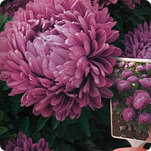 Более 20 лучших сортов однолетних астр. Лучшие сорта астры для срезки