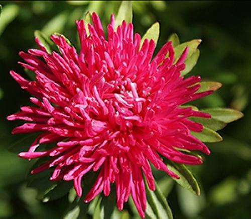 Более 20 лучших сортов однолетних астр. Лучшие сорта астры для срезки