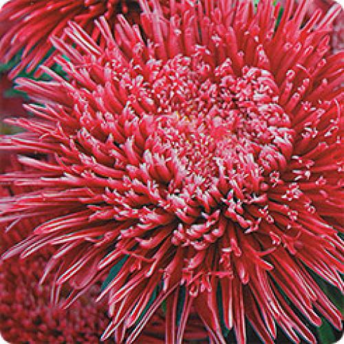 Более 20 лучших сортов однолетних астр. Лучшие сорта астры для срезки