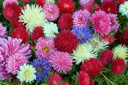 Астра карликовая многолетняя. Миниатюрные красавицы: лучшие карликовые сорта однолетних астр