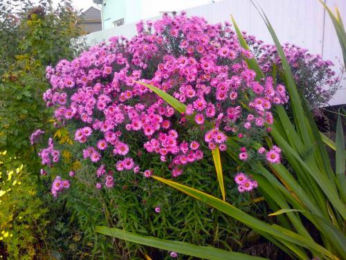 Описание многолетних сортов астр. Описание, виды и сорта астры многолетней 04