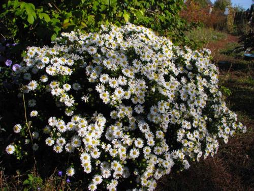 Описание многолетних сортов астр. Описание, виды и сорта астры многолетней 03