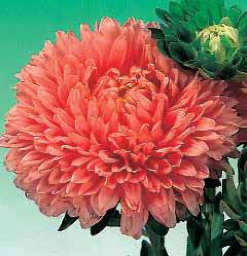 Более 20 лучших сортов однолетних астр. Лучшие сорта астры для срезки