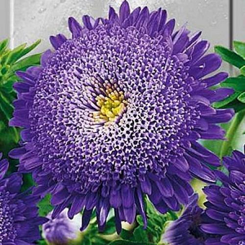 Выращивание астры на продажу. Классификация