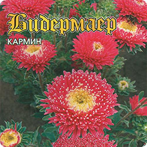 Более 20 лучших сортов однолетних астр. Лучшие сорта астры для срезки