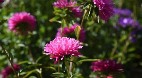 Виды и сорта астры. Сорта кустовых многолетних астр 08 Виды и сорта астры. Сорта кустовых многолетних астр 08