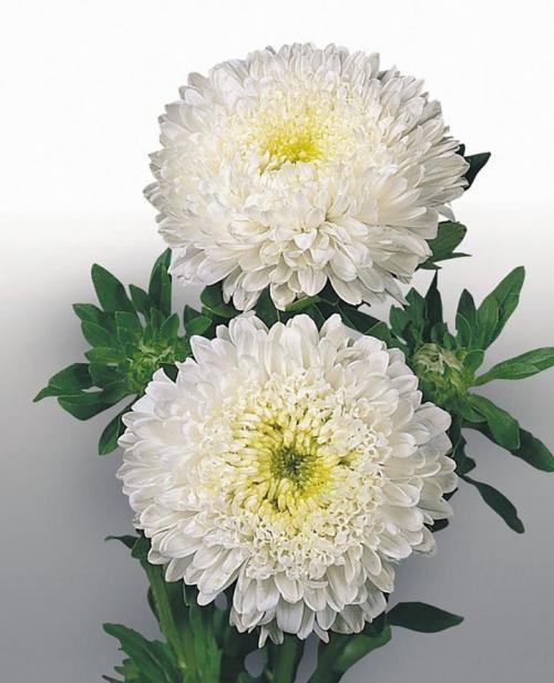 Виды и сорта астры. Сорта кустовых многолетних астр