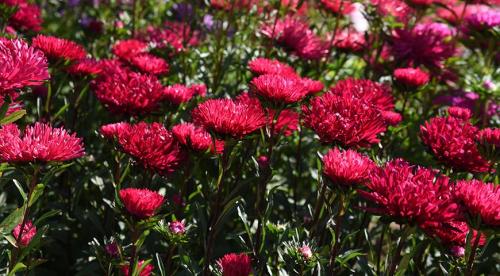 Виды и сорта астры. Сорта кустовых многолетних астр 05 Виды и сорта астры. Сорта кустовых многолетних астр 05