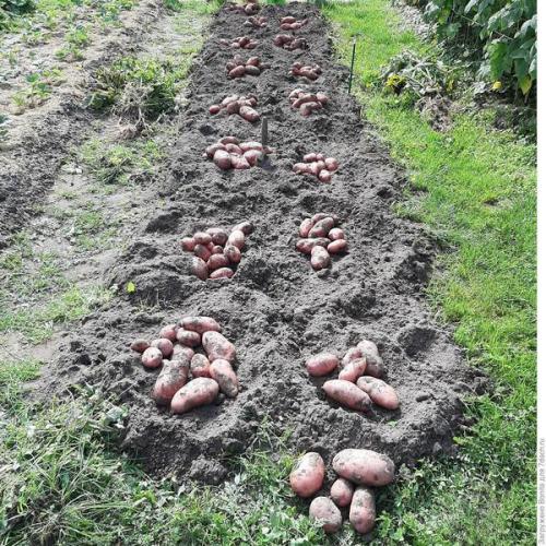 395 отзывов на картофель сорта Розара. Урожай картофеля в 2022-м. Начало: Розара и Адретта