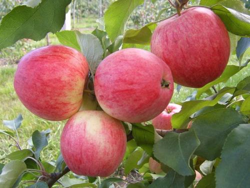 Осенние сорта яблонь в украине. Сорта яблонь: 32 лучших сорта 2022 с описанием и фото