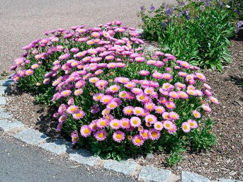 Астра альпийская в ландшафтном дизайне. Клумба с астрами —, как красиво посадить цветы на участке