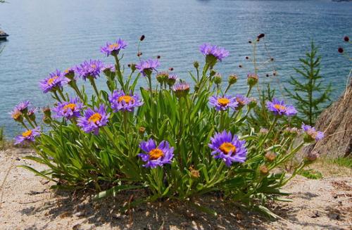 Астра альпийская сорта. Описание