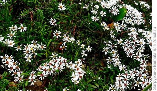 Альпийская астра почвопокровная. Астра альпийская выдержит точно любой климат и любую почву