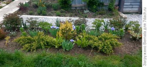 Альпийская астра почвопокровная. Астра альпийская выдержит точно любой климат и любую почву