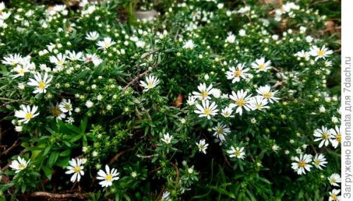 Альпийская астра почвопокровная. Астра альпийская выдержит точно любой климат и любую почву