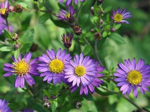 Астра альпийская в ландшафтном дизайне. Клумба с астрами —, как красиво посадить цветы на участке