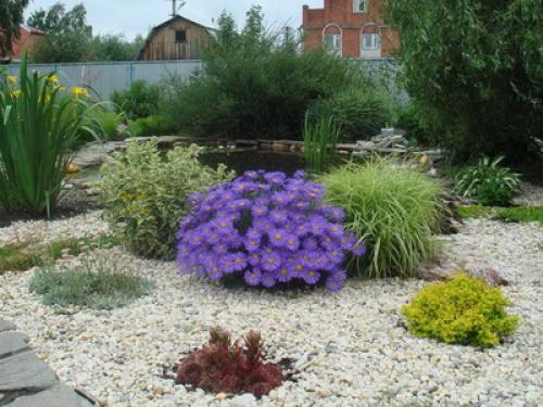 Астра альпийская сорта. Описание