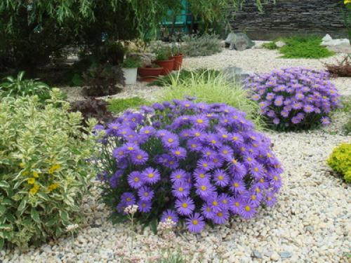 Астра альпийская сорта. Описание