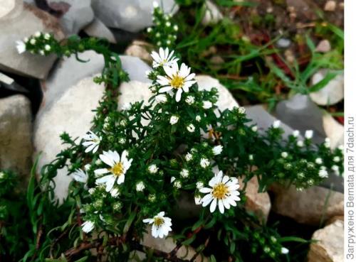 Альпийская астра почвопокровная. Астра альпийская выдержит точно любой климат и любую почву