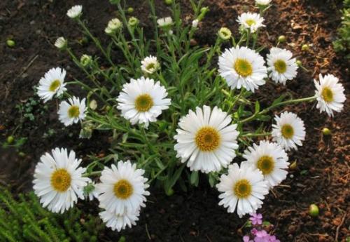 Астра альпийская низкорослая. Виды и сорта