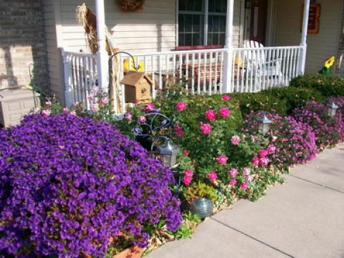 Астра альпийская сорта. Описание