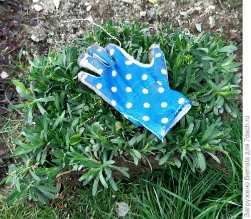 Альпийская астра почвопокровная. Астра альпийская выдержит точно любой климат и любую почву