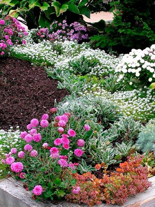 Астра альпийская в ландшафтном дизайне. Клумба с астрами —, как красиво посадить цветы на участке