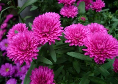 Астра альпийская низкорослая. Виды и сорта