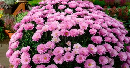 Астра альпийская в ландшафтном дизайне. Клумба с астрами —, как красиво посадить цветы на участке