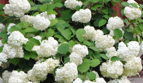 Выращивание метельчатой гортензии в горшках. Посадка/выращивание