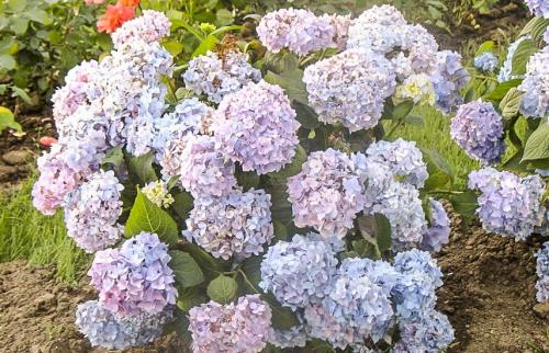 Гортензия в горшке на зиму. Как сохранить контейнерные гортензии зимой в прикопе