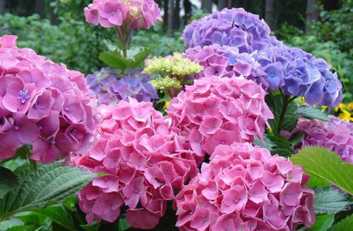 Выращивание метельчатой гортензии в горшках. Посадка/выращивание