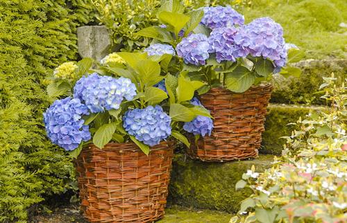 Гортензия в горшке на зиму. Как сохранить контейнерные гортензии зимой в прикопе