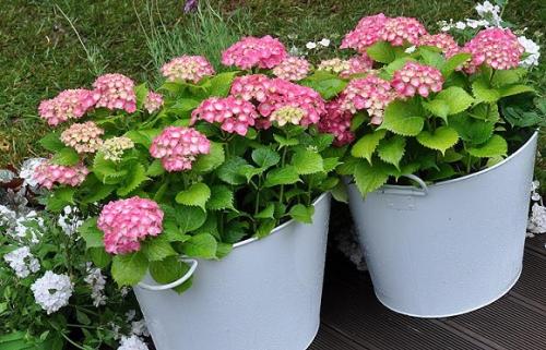 Посадка и выращивание гортензии в саду и на подоконнике. Посадка по всем правилам: выбор места, сроки