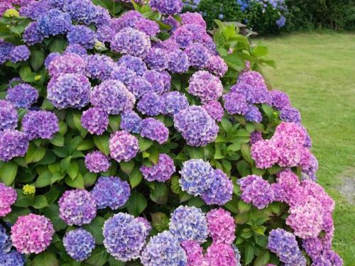 Выращивание метельчатой гортензии в горшках. Посадка/выращивание