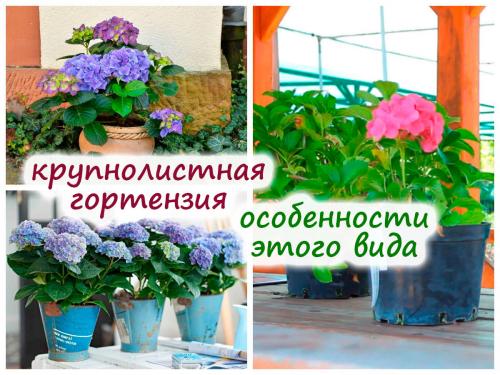 Гортензия в горшке в саду. Выращиваем крупнолистные гортензии в горшках – почему не в открытом грунте?