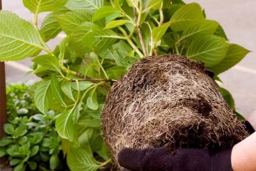 Гортензия в горшке на балконе. Гортензия в горшке в домашних условиях