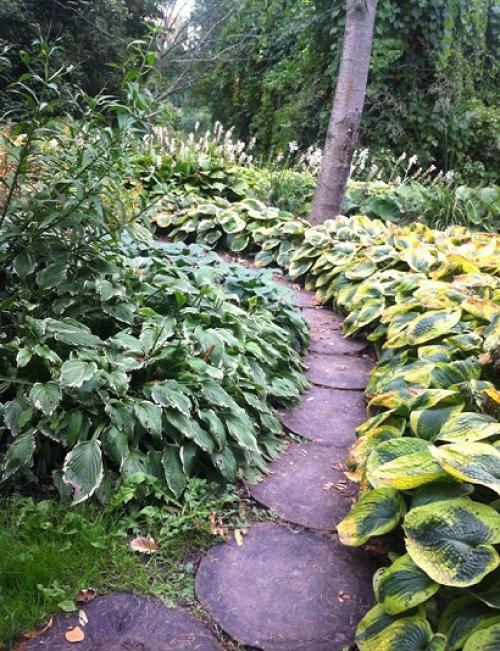 Кустарники вдоль дорожек. Что посадить вдоль дорожек