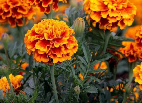 Однолетние низкорослые цветы для бордюра. Цветущие все лето низкорослые цветы для клумбы, фото и названия