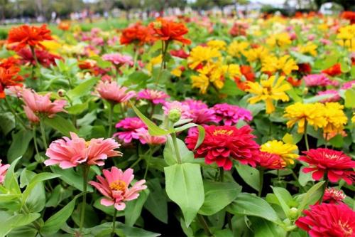 Однолетние низкорослые цветы для бордюра. Цветущие все лето низкорослые цветы для клумбы, фото и названия