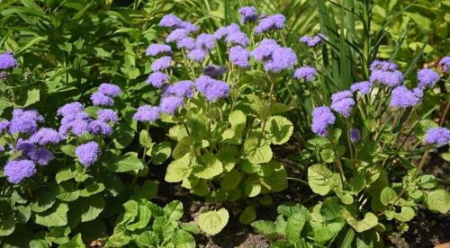 Бордюрные низкорослые цветы для оформления клумбы. Растения с декоративными листьями 20 Бордюрные низкорослые цветы для оформления клумбы. Растения с декоративными листьями 20