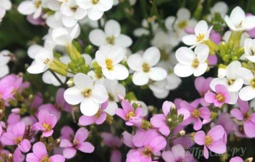 Как оформить цветник вдоль дорожки. Бордюрные цветы