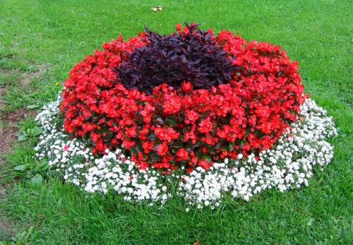 Бордюрные низкорослые растения. Низкорослые бордюрные цветы однолетние и многолетние, фото на клумбах